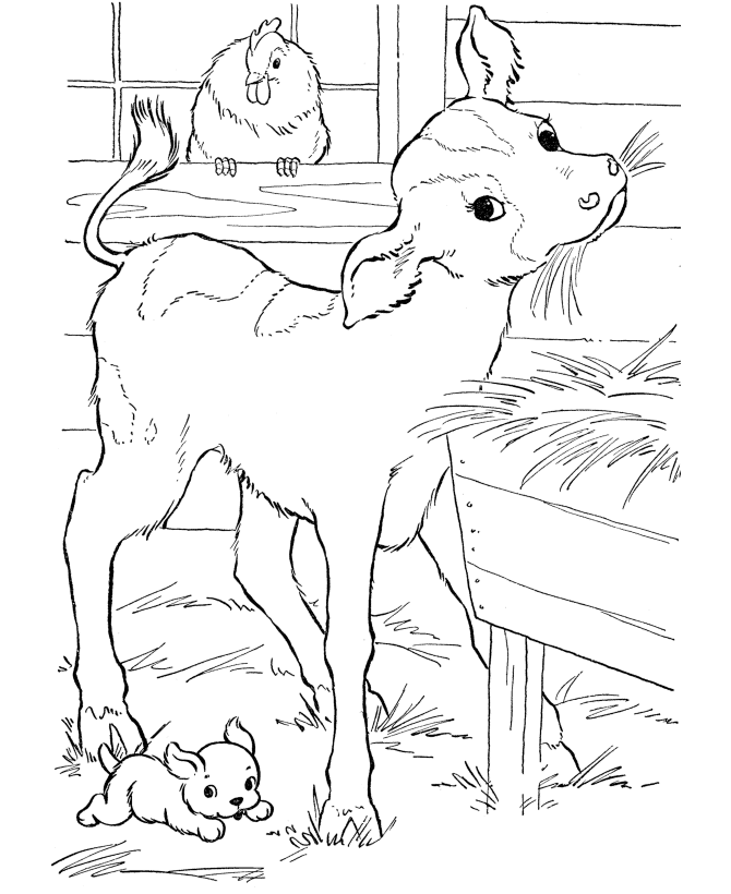 planse desene de colorat vaca vitel taur bou
